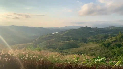 Tropical field in springtime with windy and sunset background Stock Footage 150504052
