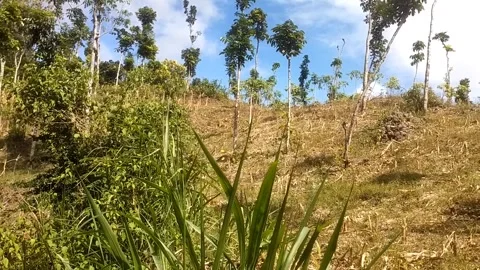 Tropical Field Under the Blue Sky Видео 335936873