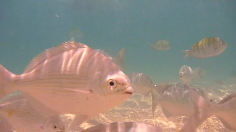 Tropical Fish 1 Video stock 725621