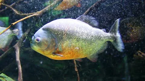 Tropical Fish 1 Video stock 12154275