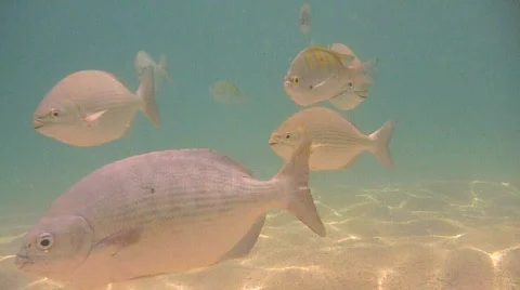 Tropical Fish 2 Video stock 725625