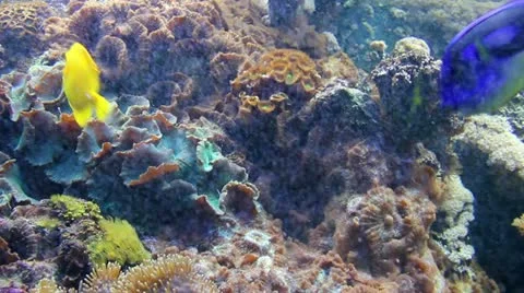 Tropical Fish 2 Stock-Footage 12256687