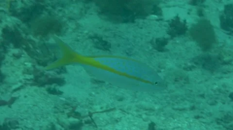 Tropical Fish 2 Stock Footage 63235041