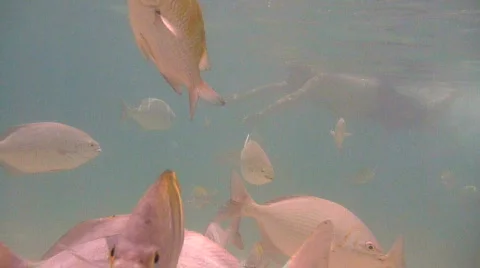 Tropical Fish 3 Stock Footage 725630