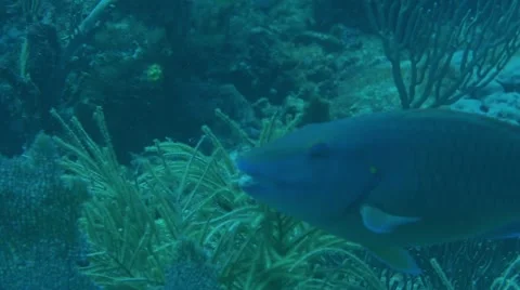 Tropical Fish 4 Stock Footage 63235321