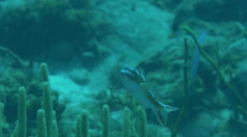 Tropical Fish 5 Stock Footage 63235335