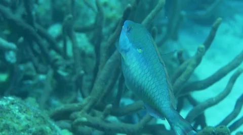 Tropical Fish 6 Stock Footage 63235362