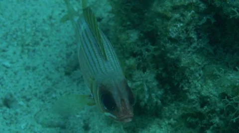 Tropical Fish 7 Stock Footage 63235971