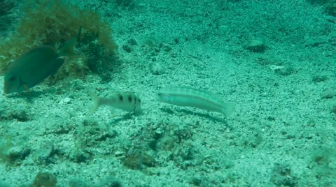 Tropical Fish 8 Stock Footage 63236421