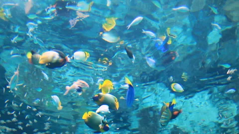 Tropical Fish like Adayakko Video stock 324913522