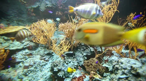 Tropical fish among the corals Stock Footage 24954633
