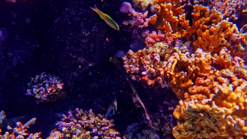 Tropical fish among corals Stock Footage 342592455