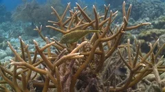 See Staghorn Coral Grow in Hypnotic Time-Lapse
