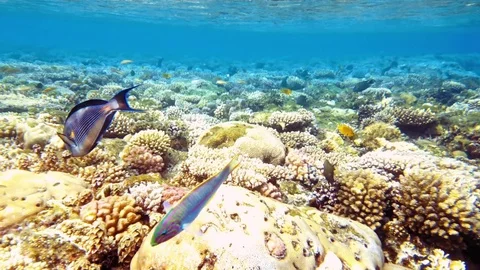 Tropical fish and colorful coral reef underwater Stock Footage