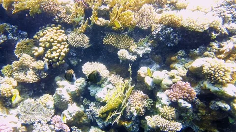 Tropical fish and colorful coral reef underwater Stock Footage