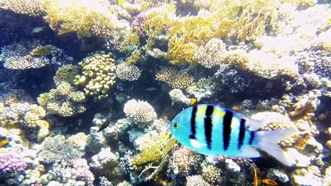 Tropical fish and colorful coral reef underwater Stock Footage