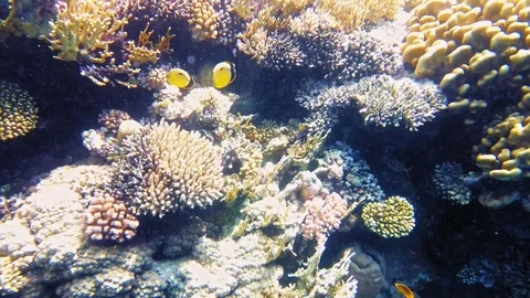 Tropical fish and colorful coral reef underwater Stock Footage