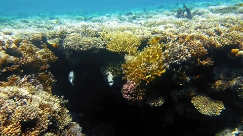 Tropical fish and colorful coral reef underwater Stock Footage