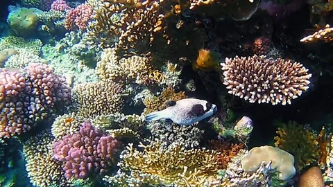 Tropical fish and colorful coral reef underwater Stock Footage
