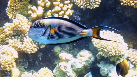 Tropical fish and colorful coral reef underwater Stock Footage