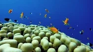 Tropical Fish And Coral Reef. Underwater Life In The Ocean. Stock Footage