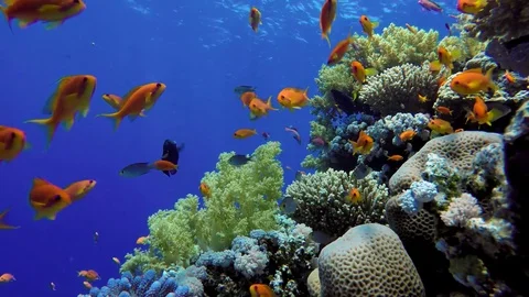 Tropical fish and coral reef. Stock Footage