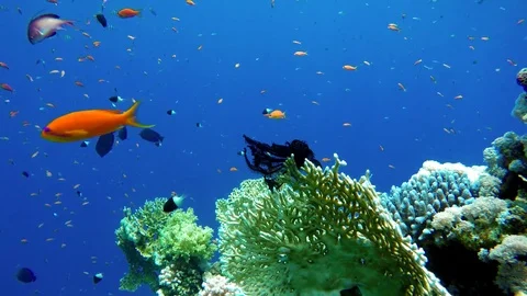 Tropical fish and coral reef. Stock Footage 78085196