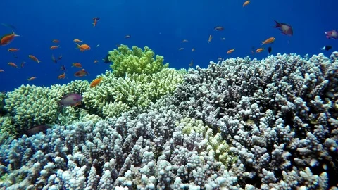 Tropical fish and coral reef. Stock Footage