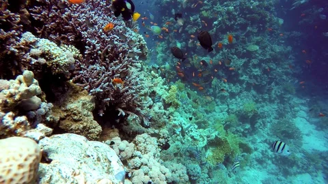 Tropical fish and coral reef. Stock Footage