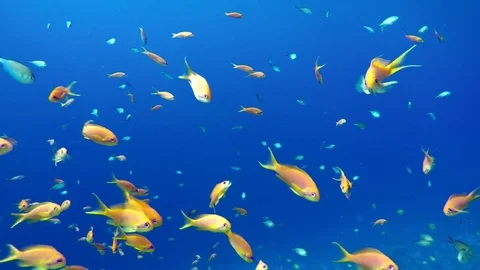 Tropical fish and coral reef. Underwater life in the ocean. Vidéo 80184127