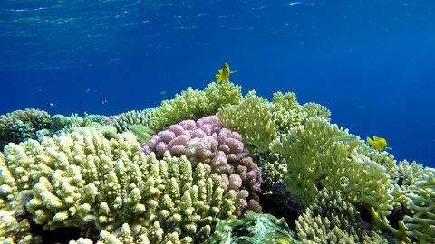 Tropical fish and coral reef. Underwater life in the ocean. Video stock 82969953