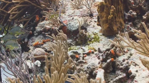Tropical fish and corals Vídeo Stock 7138011