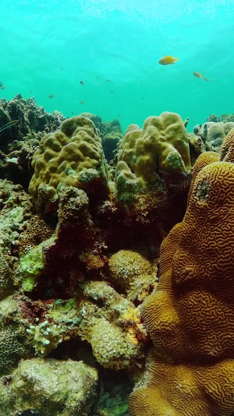 Tropical fish and corals under the sea. Stock Footage 260236205