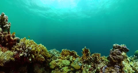 Tropical fish and corals under the sea. Stock Footage 266579448