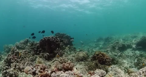 Tropical fish and corals. Underwater world. Stock Footage 266802852