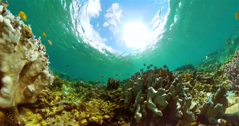 Tropical fish and corals. Underwater world. Stock Footage 314548716