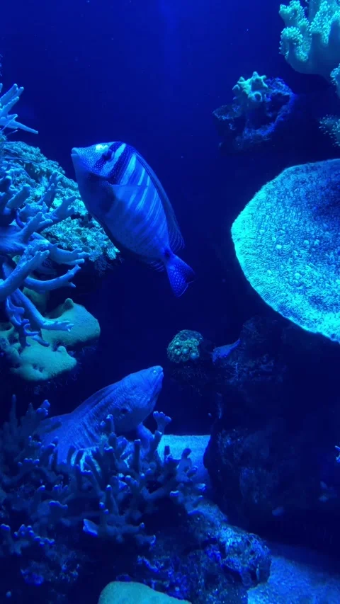 Tropical Fish and Moray Eel in Coral Reef Aquarium Stock Footage 333959520