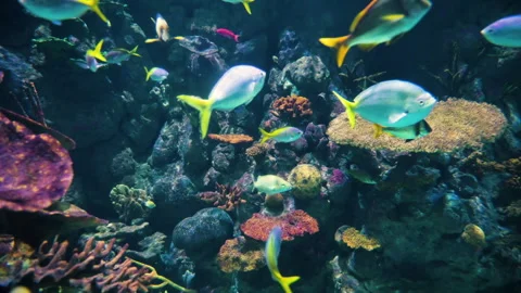 Tropical fish and reef Stock Footage 316087268