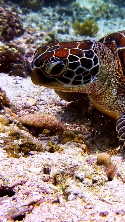 Tropical fish and sea turtle swimming together in underwater environment. Stock Footage 337500259