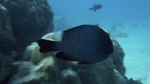 Tropical fish on anemone Stock Footage 314296379
