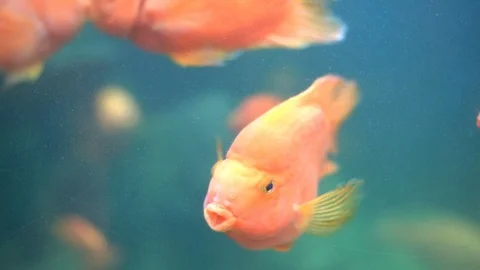 Tropical Fish in Aquarium. Close view of tropical fish in aquarium. Stock Footage 113333366