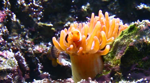 Tropical fish in aquarium 動画素材 39587462
