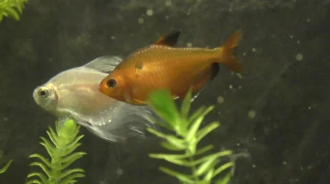 Tropical fish in an aquarium Stock Footage 44302551