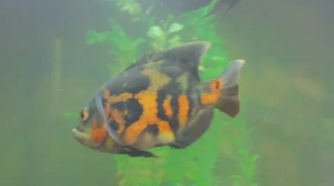 Tropical fish in aquarium Stock Footage 49813264