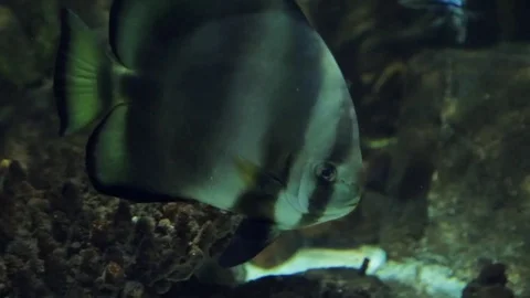 Tropical Fish in aquarium 動画素材 72672099