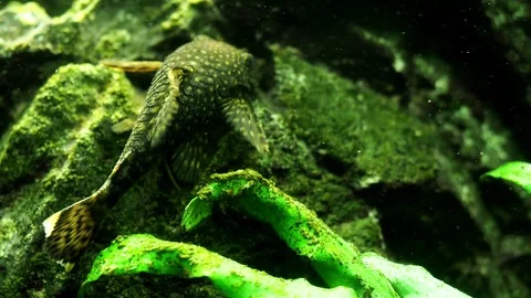 Tropical fish in the aquarium Stock Footage 92028693