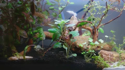 Tropical fish in a aquarium Stock Footage 131270846