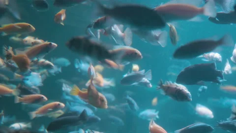 Tropical fish at an aquarium Stock Footage 236127398