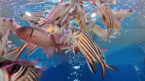 Tropical fish in the aquarium Stock Footage 314607051