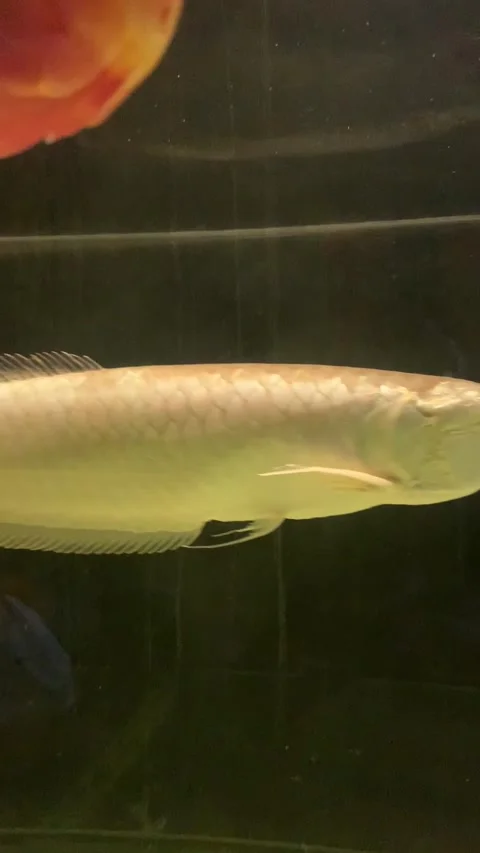 Tropical fish in aquarium 動画素材 343319350